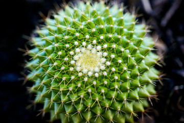 Cactus macro background fine art in high quality prints products fifty megapixels family cactaceaee