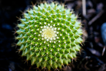 Cactus macro background fine art in high quality prints products fifty megapixels family cactaceaee