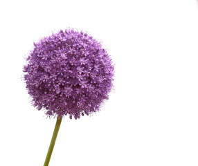 a macro closeup of a curious funny purple pink garden Allium flower cluster from onion and garlic family isolated on white - obrazy, fototapety, plakaty