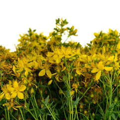 Common St. Johnswort flower ( tutsan ) isolated on white background. Kantarion.