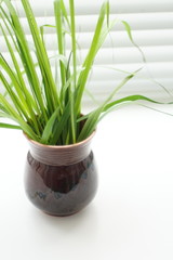 Fresh green plant with thin leaves in a vase on the windowsill.