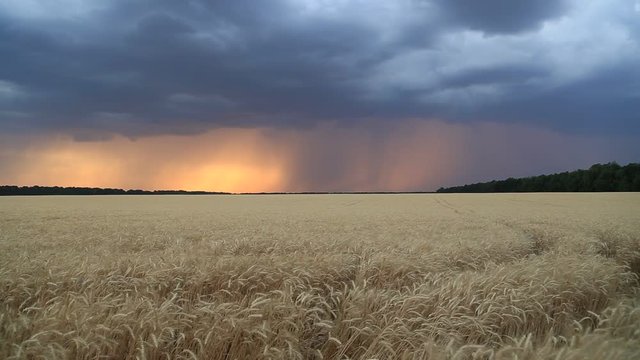 Storm clouds in the sunset sky over a field of wheat. Evening landscape