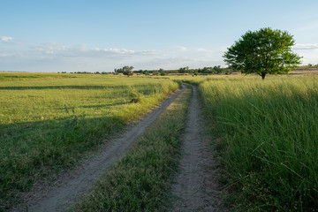 Fototapeta na wymiar Grass sand dirt road landscape with single lone tree