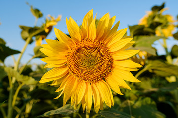 Single sunflower yellow flower head in agricultural field blue sky selective focus