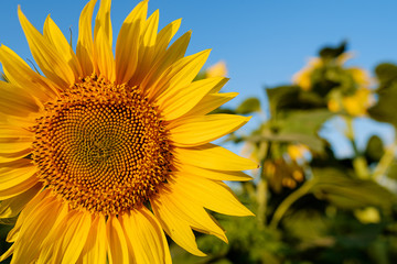 Single sunflower yellow flower head in agricultural field blue sky selective focus