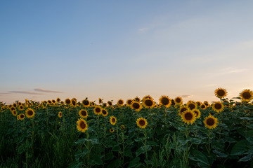 Obraz premium Sunflower field many flower heads yellow green agricultural field sunset dusk light