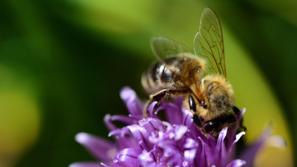 Eine Biene sucht Nahrung in einer lila blüte
