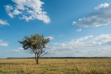 Fototapeta na wymiar Single tree in summer green grass field landscape clouds blue sky