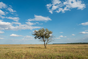 Fototapeta premium Single tree in summer green grass field landscape clouds blue sky