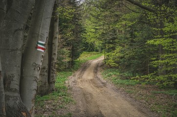 Beautiful spring forest landscape. Mountain path in a charming green forest.