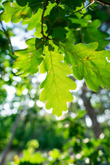 Acorn green leaves close up macro bright sunlight nature outdoors forest