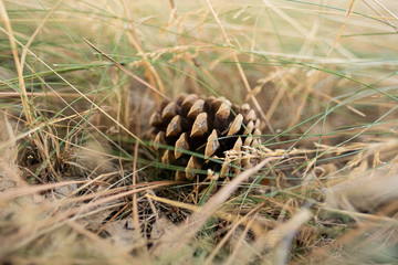 Single pine cone in dry grass on ground daylight outdoors close up
