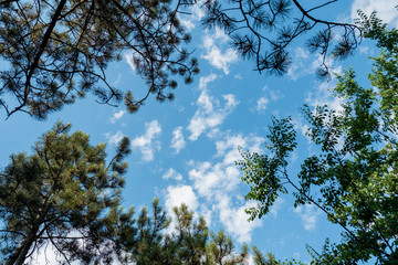 Below trees view frame leaves branches blue sky clouds