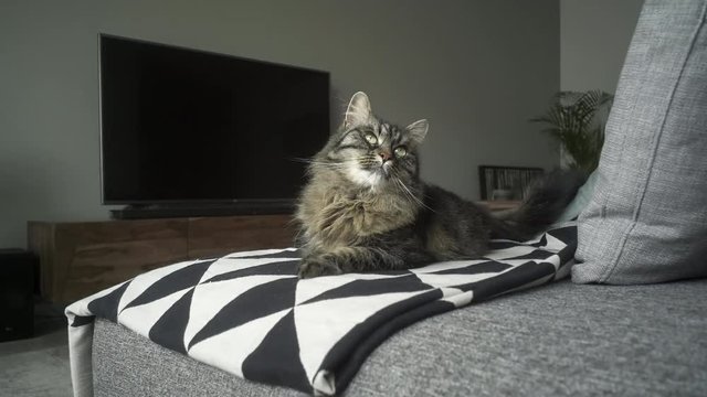 Cute long hair cat lying on the sofa and wagging