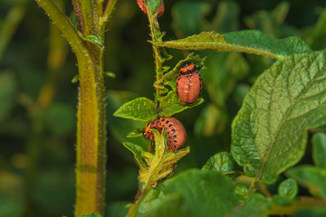 Colorado potato beetle larvae on a potato bush. Insect harmful to agriculture.