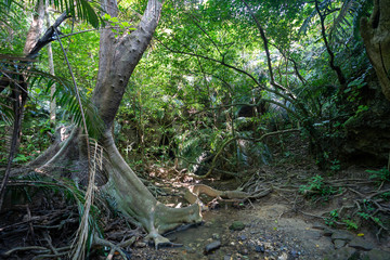 西表島のジャングル