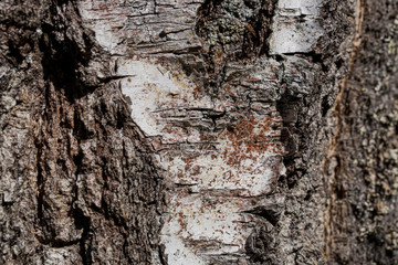 Texture background of old tree bark. Beautiful nature backgrounds textures.
