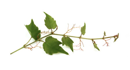 Nice green ivy isolated on white background. branch of ivy isolated.  