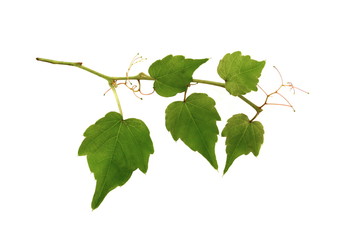 Nice green ivy isolated on white background. branch of ivy isolated.  