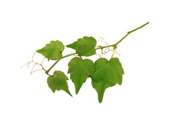 Nice green ivy isolated on white background. branch of ivy isolated.  