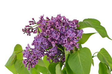 Branch with lilac flowers isolated on white background. Blossoming Syringa vulgaris. 