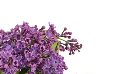 Branch with lilac flowers isolated on white background. Blossoming Syringa vulgaris. 