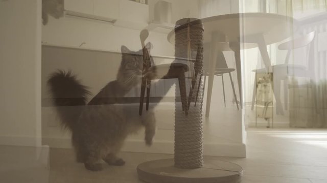 Cute long hair cat in a contemporary design apartment