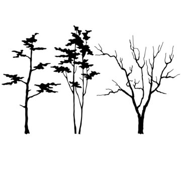 Silhouette of trees in black, Isolate on a white background