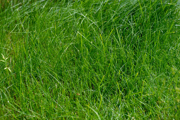 close-up lawn with green grass.. Abstraction.