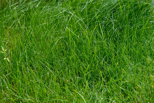 close-up lawn with green grass.. Abstraction. © Marina Gordejeva