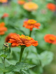 Common Zinnia (Zinnia elegans) in the garden.