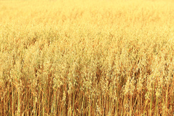 Pole dojżałego owsa.	