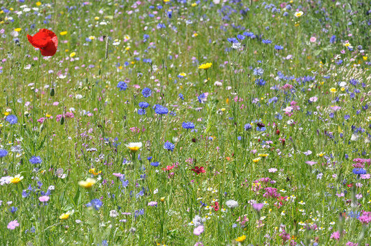 Blumenwiese