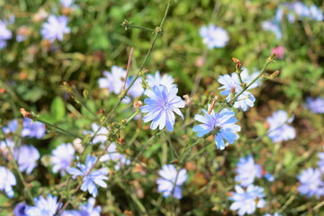 Chicory ordinary (lat. Chicory common)