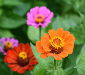 Common Zinnia (Zinnia elegans) in the garden.