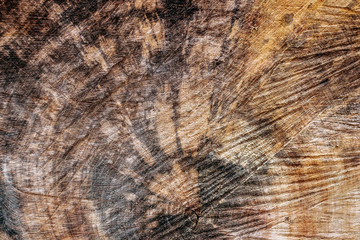 Wooden bark texture. Stump of oak tree felled, section of the trunk with annual rings. Abstract texture of tree stump, crack wood ancient. High quality unique texture of tree bark. Close up backdrop. 