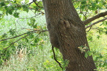 Das Netz des Eichenprozessionsspinners