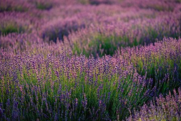 Fototapeta na wymiar Beautiful purple lavender field. Soft evening light. Scenic landscape