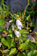 Campanula flower in full bloom in Japan