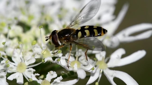 Hover Fly, Hover-Fly, Fly, Syrphidae