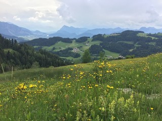 Berglandschaft mit gelb blühender Bergwiese am Geigelstein