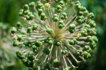 Spherical Allium Purple Sensation has faded in a flowerbed in garden. Close-up of decorative blooming inflorescence Dutch Garlic in rural. Onion with globe flowers on green background. Selective focus