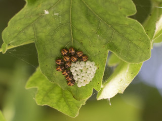 bug's eggs and newborn insects on a leaf