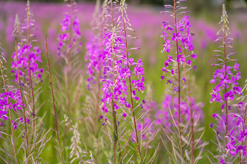 Bright purple flowers in the summer field