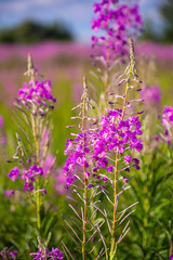 Bright purple flowers in the summer field