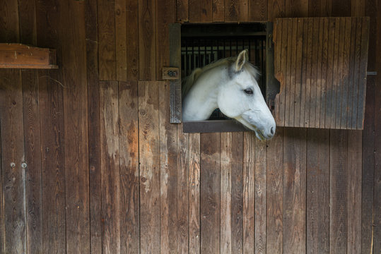 horse in the stable