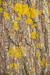 Yellow Moss Textured Tree Bark