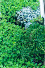 closeup of a pot full of green succulents