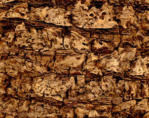 Palm tree bark, 100% organic, natural graphic pattern.
