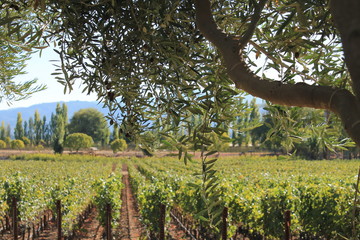 Olive tree branch framing the vineyard in Rutherford California